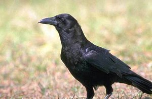 Animal Magic: The Power of the Raven and Crow