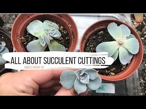 Propagating Succulents with Cuttings! // Angels Grove Co