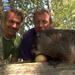 Our favorite way to spend #GroundhogDay is with the Wild Kratts. Which would you rather see: early spring 🌷 or more winter ❄️? | PBS KIDS