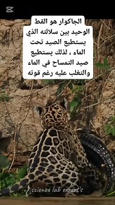 3.6K views · 23 reactions | #حيوانات #funny #funnyvideos #sketch #خبراء_مختبرات_العلوم #Science_Lab_expert's | خبراء مختبرات العلوم science lab experts | Facebook