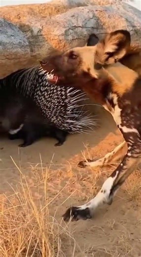 African Wild Dog Learns Why You Never Mess With a Porcupine #Wildlife #Porcupine #NatureIsBrutal