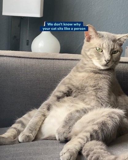 10K reactions · 2K shares | At Petco, we know grooming, vet care, nutrition, same-day delivery, pickup, and more. | Petco | Facebook