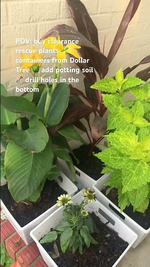 How to Grow a Beautiful Garden on a Budget 🌱💰