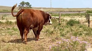 How many herd bulls do we run? It ranges from-Not near enough in the spring when we’re breeding cows to —Way too darn many in the fall- when we’re looking for places to put them all. | Van Newkirk Herefords