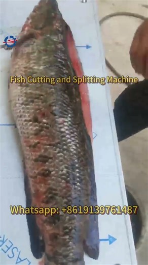 How a Fish Cutting and Splitting Machine Works | Seafood Processing Equipment