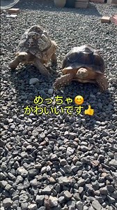ケヅメのクッパと🐢ヒョウモンのルイジです🐢めっちゃ🩷かわいいでしょ〜👍#ケヅメリクガメ#ヒョウモンリクガメ