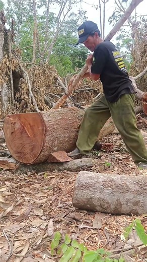 dengan alat locak pekerjaan pun jadi ringan #operatorchainsaw #woodworking #semuaorang #viralshorts