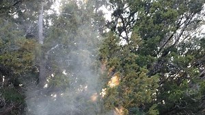 38K views · 172 reactions | Grab your tissues! Mountain Cedar is off the charts! This video was shared with us by viewer Mike Andrews from Canyon Lake. 蠟 Share your videos and photos with us news4sanantonio.com/chimein | News 4 San Antonio | Facebook