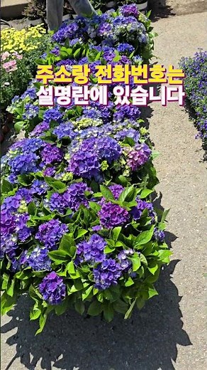 Yangjae Flower Market Plant Tube May 22, 2026 Short arrival video, watch and have a healing time ...
