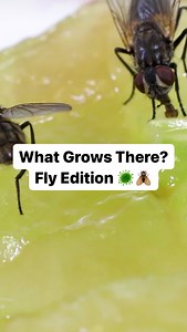 You might not see it, but pests like house flies can introduce harmful bacteria into your home. Watch to learn more 🦠👀 #Fly #Flies #HouseFlies #Campylobacter #PestborneDisease | PestWorld