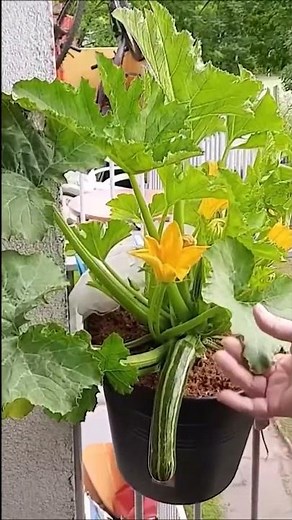 Potager sur balcon: Courgette d'Italie Semis, culture, récolte #shortsyoutube