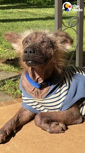 13M views · 10K reactions | Watch a scared, shaking dog slowly fall in love with his foster mom ❤️ | The Dodo | Facebook