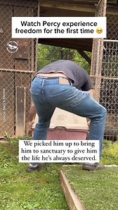 Watch Percy’s first real moments in sanctuary. 🥹 He was rescued after living alone in a pen for years. 💔 After quarantine to received medical care and have time to decompress. he finally got to experience true freedom for the first time! 🥰 Percy is doing great adjusting to his amazing new life, and he is so loved at Uncle Neil's home! 🐷 🎥: uncleneilshome (IG) #pigs #rescueanimals #cute #animalsanctuary #animalrescue | Vegan FTA
