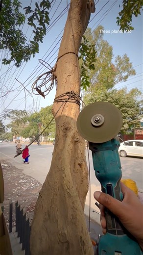 Yes, I saved millions of trees in India 🇮🇳 / Saving tree by using angle grinder machine #savetree | Trees Plants Info