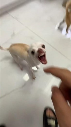 Kuchi kuchi with twist in plot🤣🤣#angrychihuahua #mreviatar #nikiozeri #chiuahua #animals