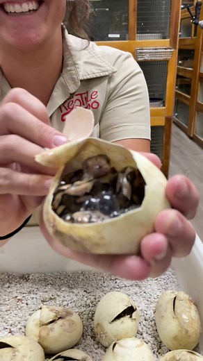 Saving a baby snakes life 🤯 #animals #animalsoftiktok #reptile #snake #cuteanimals
