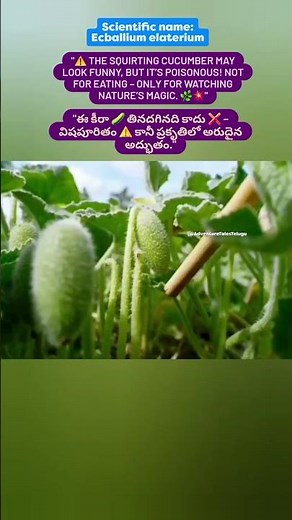 Ecballium elaterium – The Exploding Cucumber Plant 🌱💥 | @AdventureTalesTelugu