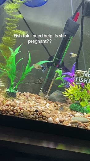 How to Tell If Your Guppy Fish Is Pregnant