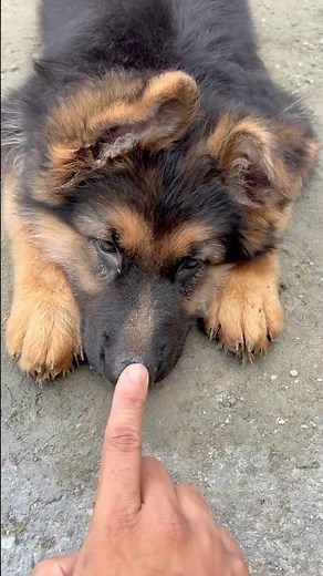 This Is How I Pet My German Shepherd Puppy 🥹❤️(Part~3)
