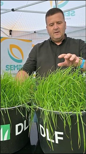 Mieszanka traw CUTMAX 2 TURBO DLF SEEDS Polska - Semina Agro