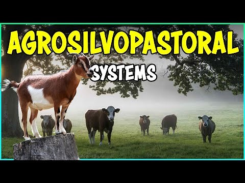 Agrosilvopastoral Systems | Integrated Crop, Trees and Livestock Farming