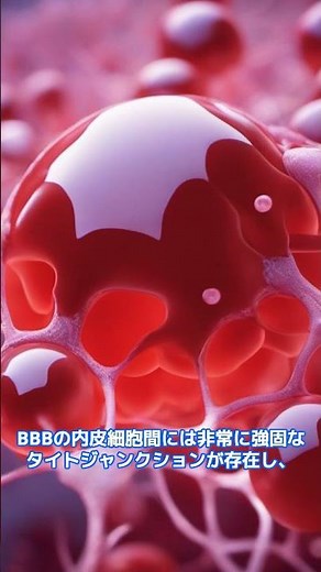 血液脳関門（BBB）