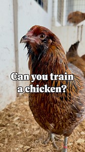 9.8K views · 130 reactions | At URI’s Peckham Farm, animal science...