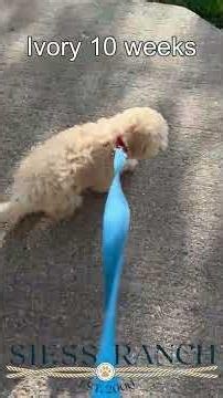 Ivory the mini labradoodle does the steps great