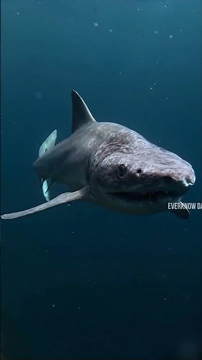 Frilled Shark: The Living Fossil From the Age of Dinosaurs #earthscience #marinebiology #naturefacts