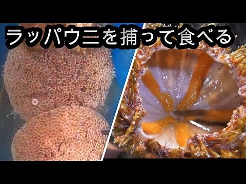 Poisonous sea urchins with neurotoxins! Eating trumpet sea urchins! Poisonous sea urchin BBQ, sea...