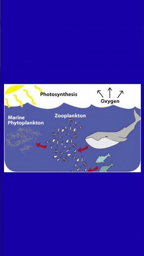 Phytoplanktons Vs Zooplanktons #biology #science #phytoplankton #zooplankton