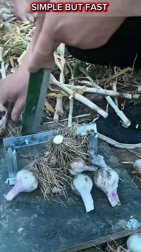 DIY Garlic Cutting Tool – Simple Manual Hack That Works Fast.