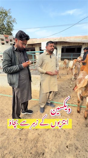 Understanding Vaccines Being Administered in Goats