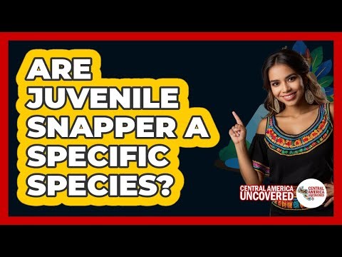Are Juvenile Snapper A Specific Species?