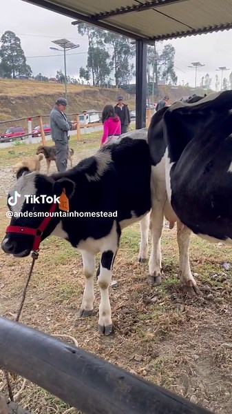 Bought More new cows in Loja #offgrid #homestead #ecuador #cows#