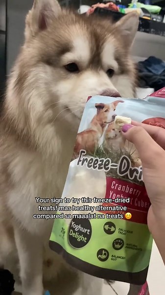 Adorable Husky Puppy Moments You Can't Miss