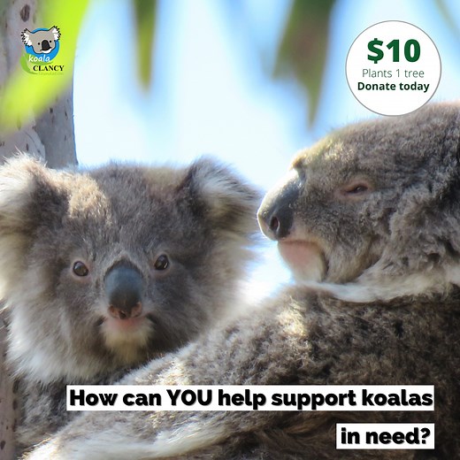 Want to help wild koalas and save them from extinction? A donation to Koala Clancy Foundation directly supports the future of wild koalas and gives them a home in the face of climate change. $10 plants one tree. Donate today! Follow the link below to donate! https://www.koalaclancyfoundation.org.au/donate #Volunteer #Victoria #Community #Australia #Koala #ClimateChange #TreePlanting #SaveThePlanet #KoalaClancyFoundation #Biodiversity #Reforestation #Deforestation #WildKoalaDay #AustralianPolitic