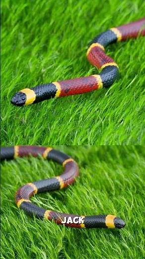Florida Coral Snake Facts in 60 Seconds