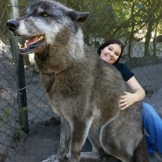 2.3M views · 83K reactions | This is the biggest giant wolf dog you will ever see!  Via instagram.com/brit_allen_/ | Naturee | Facebook
