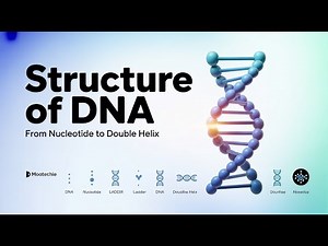Structure of DNA Explained Step-by-Step | Double Helix Model | Mootechie
