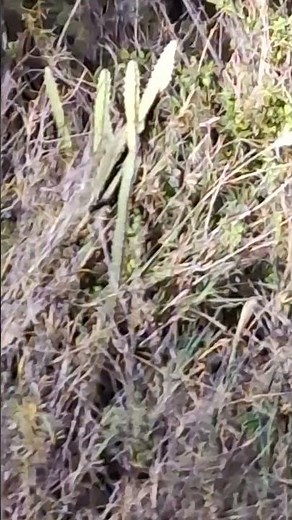 Black leopard hunts successfully