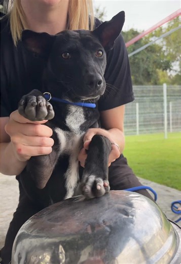 Trying some new dog tricks this week🥁 #newtricks #dogtok #rescuedogsarethebest