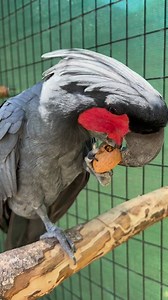 22K views · 233 reactions | Lord Ozai, a 35 year-old palm cockatoo, absolutely loves walnuts 殺 | North Florida Wildlife Center | Facebook