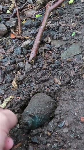 This BLUE Glass Bottle Was Hidden in the Dirt 😲 #mudlarkingfinds #mudlarkingtreasures