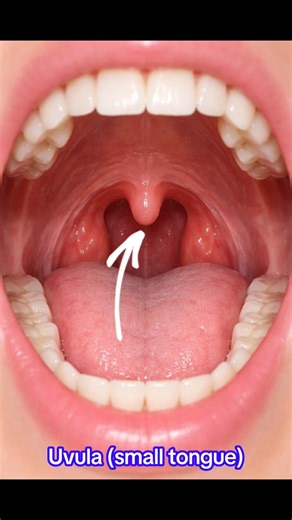 Uvula or small tongue