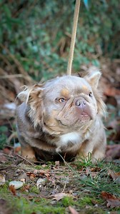 4.2K views · 269 reactions | Oh yeeeeeessss !!! She is sublim !!  Bella  certainly the most amazing female Isabella tan Fluffy in the world.. true micro & compact French bulldog .. She blessed us with her first litter with the world famous MR WOW ‍.. #dogsofinstagram #dogoftheday #fluffyfrenchie #frenchbulldog #microbully | Victor Pauline Barata | Facebook