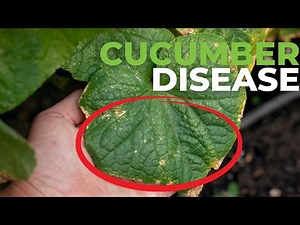 If your cucumber plant leaves are like this, you need to watch this. Cucumber Leaf Yellowing.