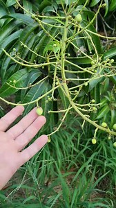 Explicación de como se puede hacer que el ataulfo no aniñe | Mangos Ramos