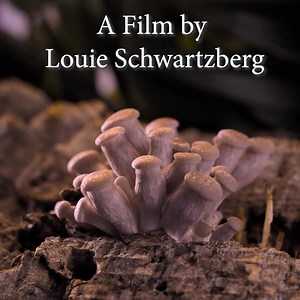 202 reactions · 62 shares | ⭐⭐⭐⭐⭐ “Mushrooms are the new superheroes, as Brie Larson dreamily narrates over what is not a new Marvel epic but rather a documentary of epic proportions” - Robert Abele, The Los Angeles Times | Fantastic Fungi | Facebook