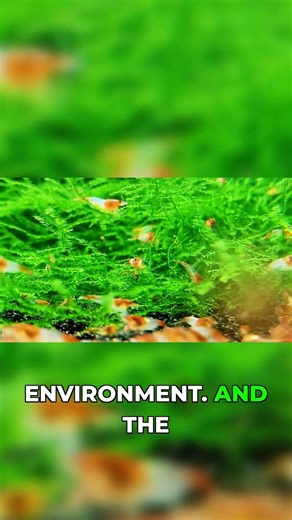 Live Plants: The Secret to Thriving Shrimp!